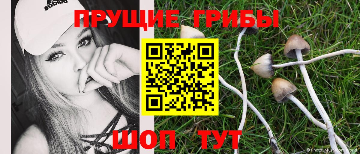 Кольчугино  Псилоцибиновые грибы GOLDEN TEACHER  где купить наркоту  Вход с VPN 